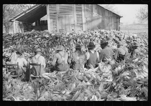 Corn shucking on Uncle Henry Garrett's place, Negro tenant of Mr. Fred Wilkins. White women don't go to Negro shucking to help with the cooking but white men are fed by Negro women just the same as at other shucking week previous at Mr. Fred Wilkins' home. Tally Ho, Near Stem, Granville County, Nort
