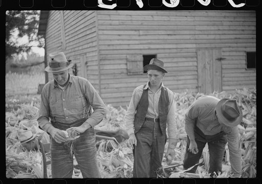 Untitled photo, possibly related to: Corn shucking on farm near the Fred Wilkins place, Granville County, North Carolina