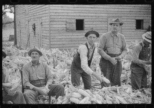 Corn shucking on farm near the Fred Wilkins place, Granville County, North Carolina