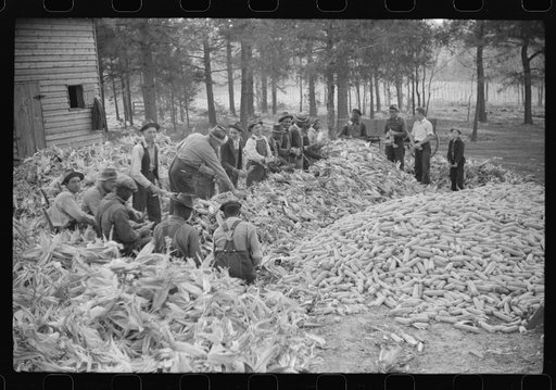 Untitled photo, possibly related to: Corn shucking on farm near the Fred Wilkins place, Granville County, North Carolina