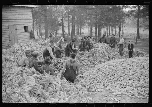 Untitled photo, possibly related to: Corn shucking on farm near the Fred Wilkins place, Granville County, North Carolina