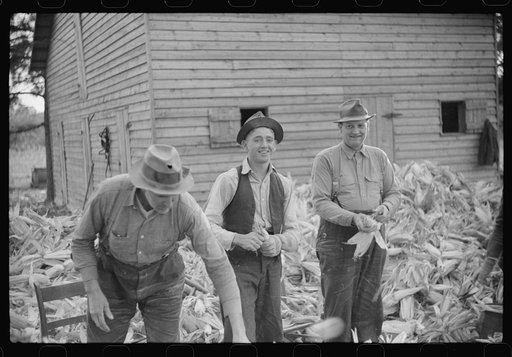 Untitled photo, possibly related to: Corn shucking on farm near the Fred Wilkins place, Granville County, North Carolina