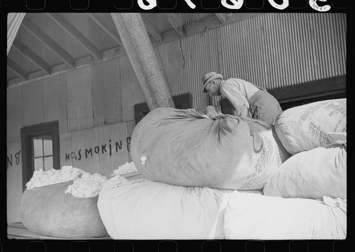 Cotton outside of Lassiter gin in Wendell, Wake County North Carolina. This gin which is operated by Mr. Faison has ginned only two hundred and fifty bales of cotton this whole season and doesn't expect much more. The boll weevil got most of the cotton in that season. Because of the tobacco market h
