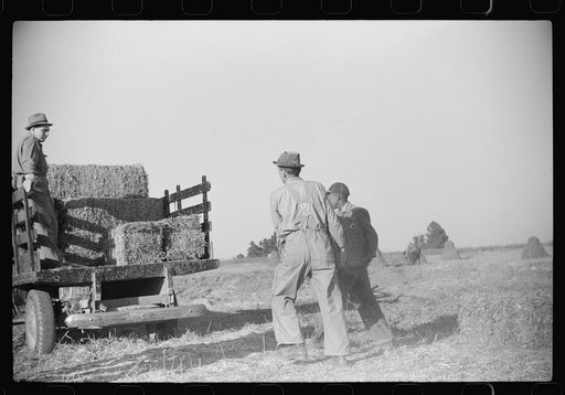 Untitled photo, possibly related to: Baling hay on the Mary E. Jones place of about 140 acres. The sons W.E. and R.E. Jones own ninty-nine and sixty acres respectively. There are eight mules on the entire place, two cows, and this year, forty acres in tobacco--no cotton. They have owned it about for