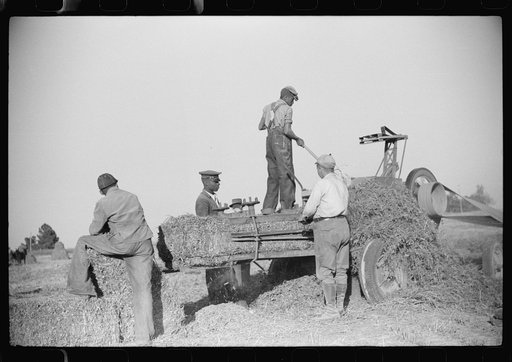 Untitled photo, possibly related to: Baling hay on the Mary E. Jones place of about 140 acres. The sons W.E. and R.E. Jones own ninty-nine and sixty acres respectively. There are eight mules on the entire place, two cows, and this year, forty acres in tobacco--no cotton. They have owned it about for