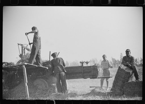 Untitled photo, possibly related to: Baling hay on the Mary E. Jones place of about 140 acres. The sons W.E. and R.E. Jones own ninty-nine and sixty acres respectively. There are eight mules on the entire place, two cows, and this year, forty acres in tobacco--no cotton. They have owned it about for