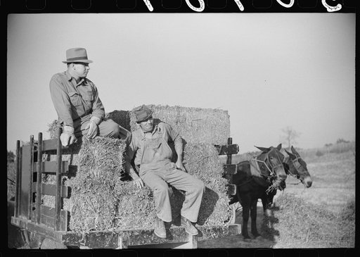 Untitled photo, possibly related to: Baling hay on the Mary E. Jones place of about 140 acres. The sons W.E. and R.E. Jones own ninty-nine and sixty acres respectively. There are eight mules on the entire place, two cows, and this year, forty acres in tobacco--no cotton. They have owned it about for