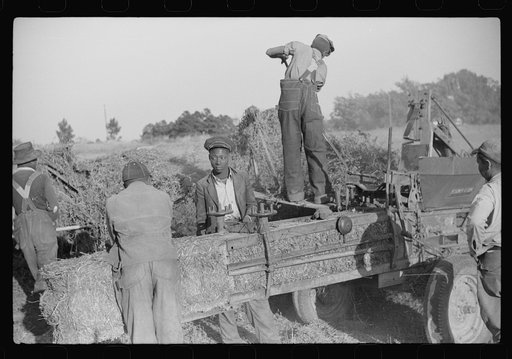 Untitled photo, possibly related to: Baling hay on the Mary E. Jones place of about 140 acres. The sons W.E. and R.E. Jones own ninty-nine and sixty acres respectively. There are eight mules on the entire place, two cows, and this year, forty acres in tobacco--no cotton. They have owned it about for