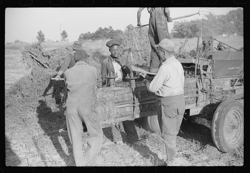 Baling hay on the Mary E. Jones place of about 140 acres. The sons W.E. and R.E. Jones own ninty-nine and sixty acres respectively. There are eight mules on the entire place, two cows, and this year, forty acres in tobacco--no cotton. They have owned it about forty years. It is on Route No. 91, abou