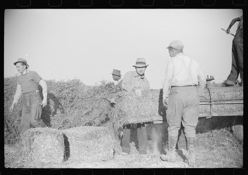 Untitled photo, possibly related to: Baling hay on the Mary E. Jones place of about 140 acres. The sons W.E. and R.E. Jones own ninty-nine and sixty acres respectively. There are eight mules on the entire place, two cows, and this year, forty acres in tobacco--no cotton. They have owned it about for
