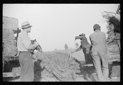 Untitled photo, possibly related to: Baling hay on the Mary E. Jones place of about 140 acres. The sons W.E. and R.E. Jones own ninty-nine and sixty acres respectively. There are eight mules on the entire place, two cows, and this year, forty acres in tobacco--no cotton. They have owned it about for