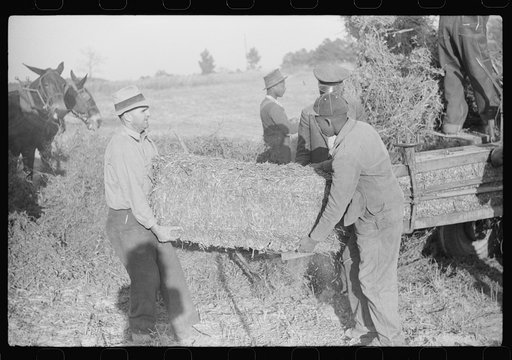 Untitled photo, possibly related to: Baling hay on the Mary E. Jones place of about 140 acres. The sons W.E. and R.E. Jones own ninty-nine and sixty acres respectively. There are eight mules on the entire place, two cows, and this year, forty acres in tobacco--no cotton. They have owned it about for