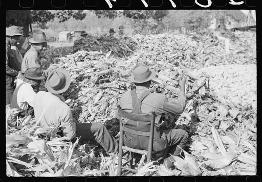 Untitled photo, possibly related to: Corn shucking on farm near Fred Wilkins place. Granville County, North Carolina