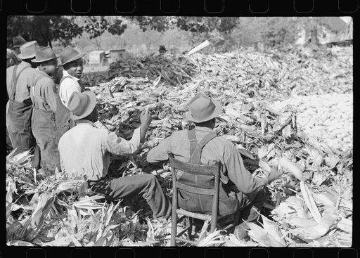 Corn shucking on farm near Fred Wilkins place. Granville County, North Carolina