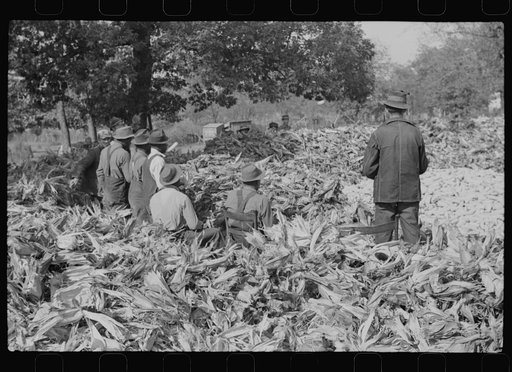 Untitled photo, possibly related to: Corn shucking on farm near Fred Wilkins place. Granville County, North Carolina