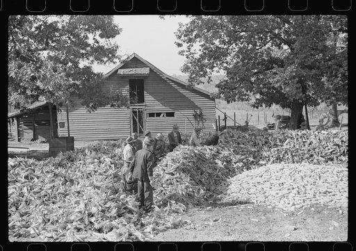 Untitled photo, possibly related to: Corn shucking on farm near Fred Wilkins place. Granville County, North Carolina