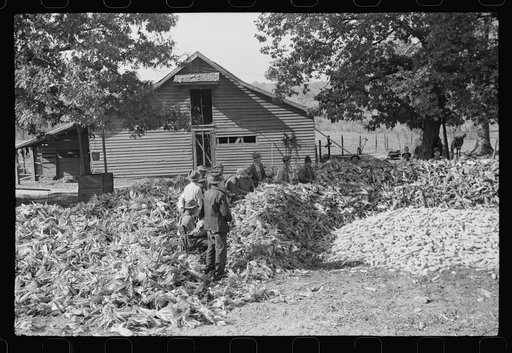 Untitled photo, possibly related to: Corn shucking on farm near Fred Wilkins place. Granville County, North Carolina