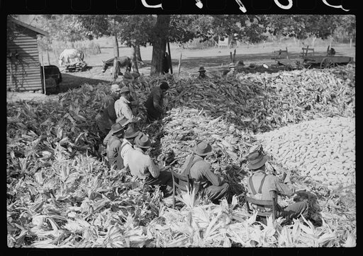 Untitled photo, possibly related to: Corn shucking on farm near Fred Wilkins place. Granville County, North Carolina