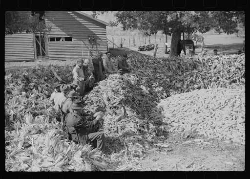 Untitled photo, possibly related to: Corn shucking on farm near Fred Wilkins place. Granville County, North Carolina