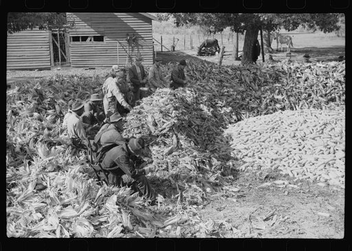Untitled photo, possibly related to: Corn shucking on farm near Fred Wilkins place. Granville County, North Carolina