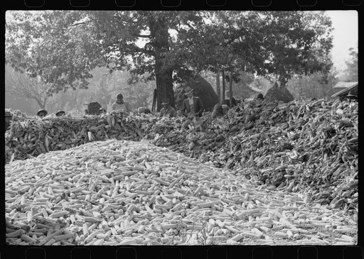 Untitled photo, possibly related to: Corn shucking on farm near Fred Wilkins place. Granville County, North Carolina