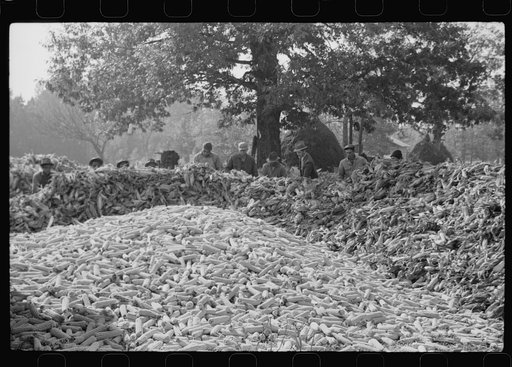 Untitled photo, possibly related to: Corn shucking on farm near Fred Wilkins place. Granville County, North Carolina