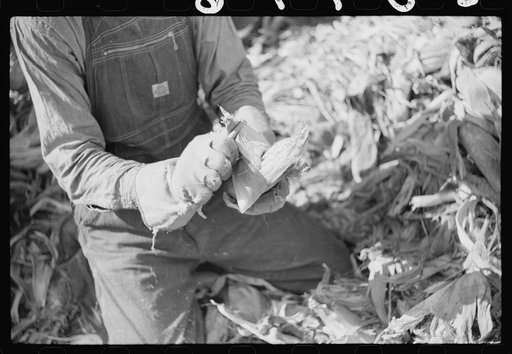 Wooden peg used in corn shucking. Fred Wilkins farm. Tally Ho, near Stem, Granville County, North Carolina