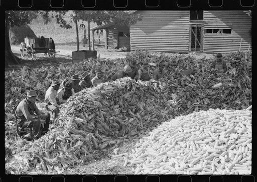 Untitled photo, possibly related to: Corn shucking on farm near Fred Wilkins place. Granville County, North Carolina