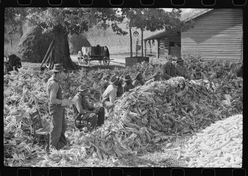 Untitled photo, possibly related to: Corn shucking on farm near Fred Wilkins place. Granville County, North Carolina