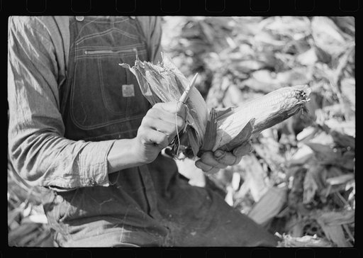 Wooden peg used in shucking corn. Farm near the Fred Wilkins place, Granville County, North Carolina