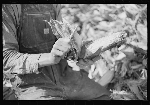 Untitled photo, possibly related to: Wooden peg used in shucking corn. Farm near the Fred Wilkins place, Granville County, North Carolina