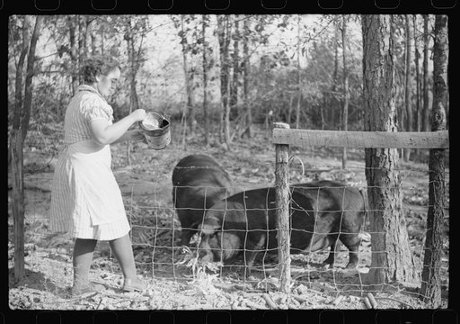 One of the Wilkins family feeding the hogs. Tally Ho, near Stem, Granville County, N. Carolina