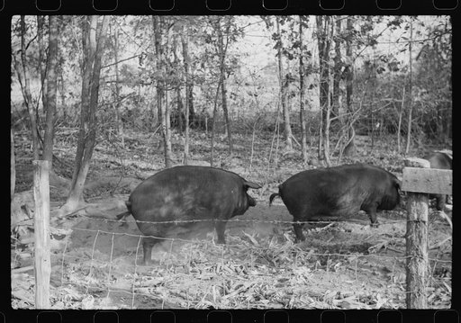Untitled photo, possibly related to: One of the Wilkins family feeding the hogs. Tally Ho, near Stem, Granville County, N. Carolina