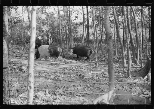 Untitled photo, possibly related to: One of the Wilkins family feeding the hogs. Tally Ho, near Stem, Granville County, N. Carolina