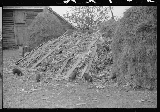 Untitled photo, possibly related to: Barn and feed for livestock on Fred Wilkins farm, Tally Ho, near Stem, Granville County, North Carolina