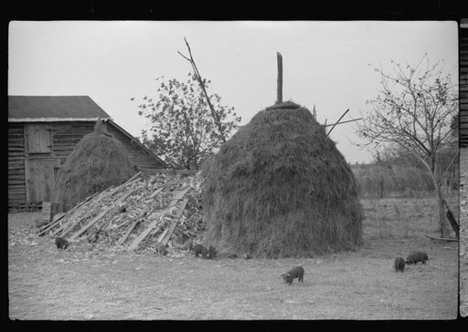 Untitled photo, possibly related to: Barn and feed for livestock on Fred Wilkins farm, Tally Ho, near Stem, Granville County, North Carolina