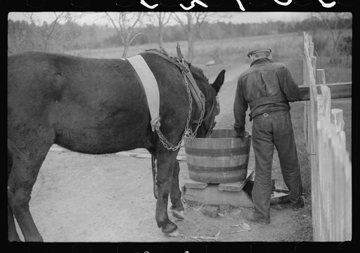 Untitled photo, possibly related to: Mrs. Wilkins' son watering the horse, Tally Ho, near Stem, Granville County, North Carolina