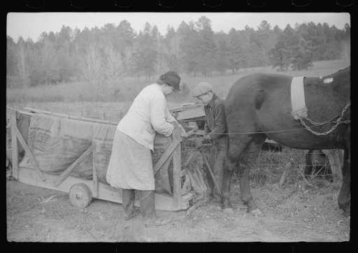 Mrs. Evan Wilkins (Rosa) and son bringing grass and leaves for bedding for the pigs in a tobacco sled. Tally Ho, near Stem, Granville County, North Carolina