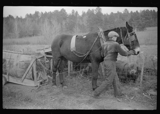 Untitled photo, possibly related to: Mrs. Wilkins' son watering the horse, Tally Ho, near Stem, Granville County, North Carolina