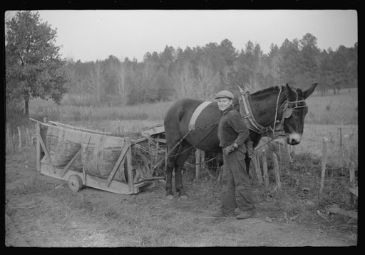 Untitled photo, possibly related to: Mrs. Wilkins' son watering the horse, Tally Ho, near Stem, Granville County, North Carolina