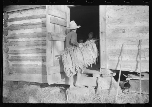 Mrs. Fred Wilkins bringing in tobacco to strip house for stripping. Tally Ho, near Stem, Granville County, North Carolina