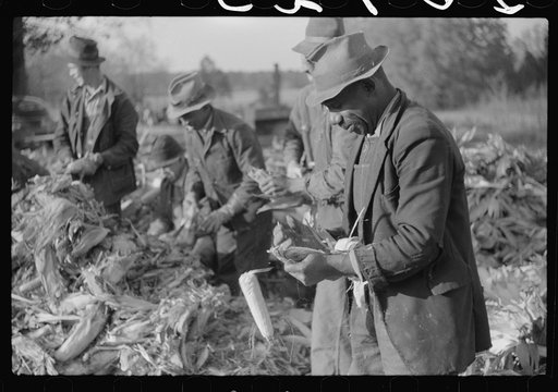 Corn shucking on farm near the Fred Wilkins place, Granville County, North Carolina