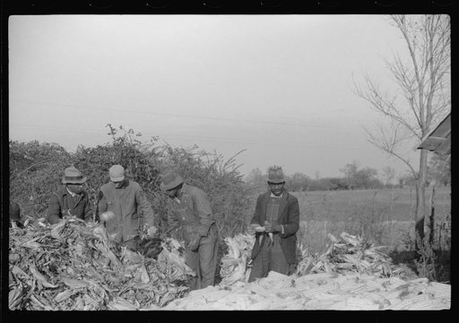 Untitled photo, possibly related to: Corn shucking on farm near the Fred Wilkins place, Granville County, North Carolina
