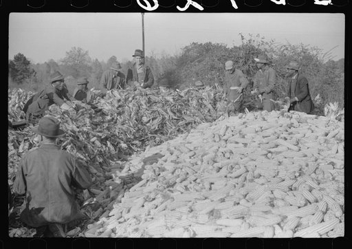Corn shucking on farm near the Fred Wilkins place, Granville County, North Carolina