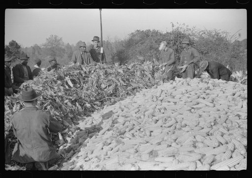 Untitled photo, possibly related to: Corn shucking on farm near the Fred Wilkins place, Granville County, North Carolina