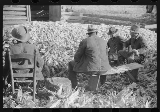 Corn shucking on Uncle Henry Garrett's place, Negro tenant of Mr. Fred Wilkins. White women don't go to Negro shucking to help with the cooking but whites are fed by Negro women just the same as at other shucking week previous at Mr. Fred Wilkins' home. Tally Ho, near Stem, Granville County, North C