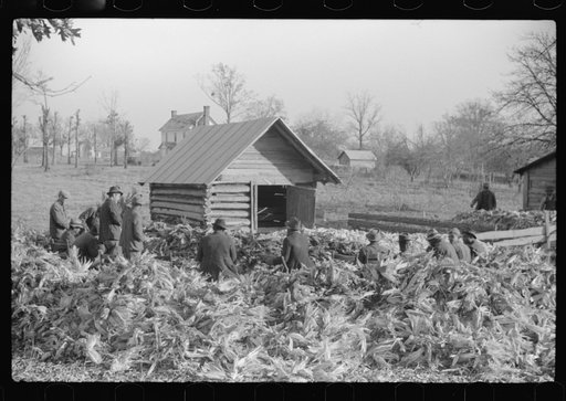 Untitled photo, possibly related to: Corn shucking on Uncle Henry Garrett's place, Negro tenant of Mr. Fred Wilkins. White women don't go to Negro shucking to help with the cooking but whites are fed by Negro women just the same as at other shucking week previous at Mr. Fred Wilkins' home. Tally Ho,