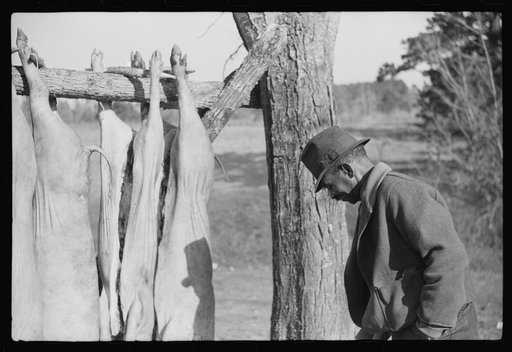 Hog killing on Milton Puryeur place. He is a Negro owner of five acres of land. Rural Route No. 1, Box 59, Dennison, Halifax County, Virginia. This is six miles south (on Highway No. 501) of South Boston. He used to grow tobacco and cotton but now just a subsistence living. These hogs belong to a ne