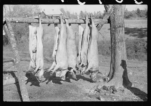 Untitled photo, possibly related to: Hog killing on Milton Puryeur place. He is a Negro owner of five acres of land. Rural Route No. 1, Box 59, Dennison, Halifax County, Virginia. This is six miles south (on Highway No. 501) of South Boston. He used to grow tobacco and cotton but now just a subsiste