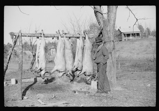 Untitled photo, possibly related to: Hog killing on Milton Puryeur place. He is a Negro owner of five acres of land. Rural Route No. 1, Box 59, Dennison, Halifax County, Virginia. This is six miles south (on Highway No. 501) of South Boston. He used to grow tobacco and cotton but now just a subsiste